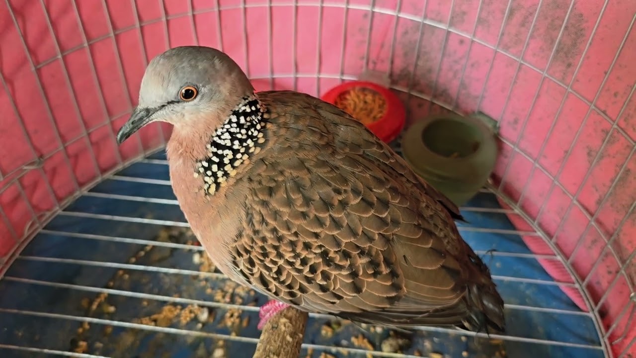 Đã chốt 106hànghiếm cà lăm hết hơi chim cógióng gù thúc kèm mắt me  cứng gù  bảo hành cho 0373630133