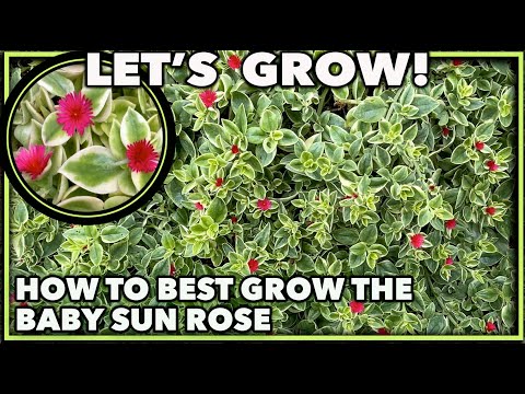 Video: Helianthemum Sunrose-inligting: Leer hoe om Sunrose-blomme te kweek