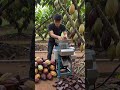 🍫⚙️ Cacao Pod Processing Using a Compact Mechanical Machine