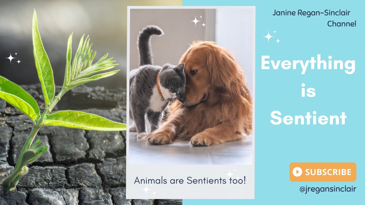 Everything is Sentient! Animals, Emotions & Healing Our World. (Janine ...