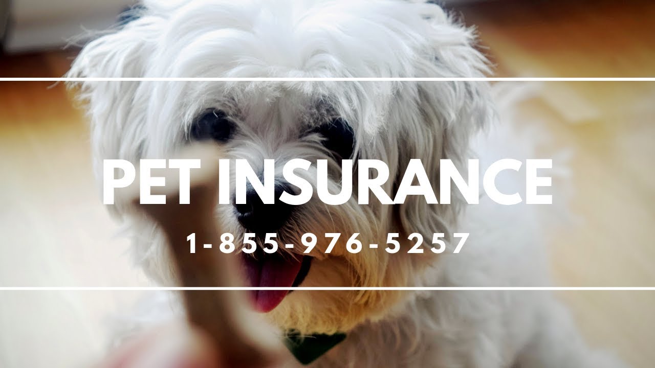 Pet Insurance Spring Valley NY Best Pet Insurance For Dogs YouTube