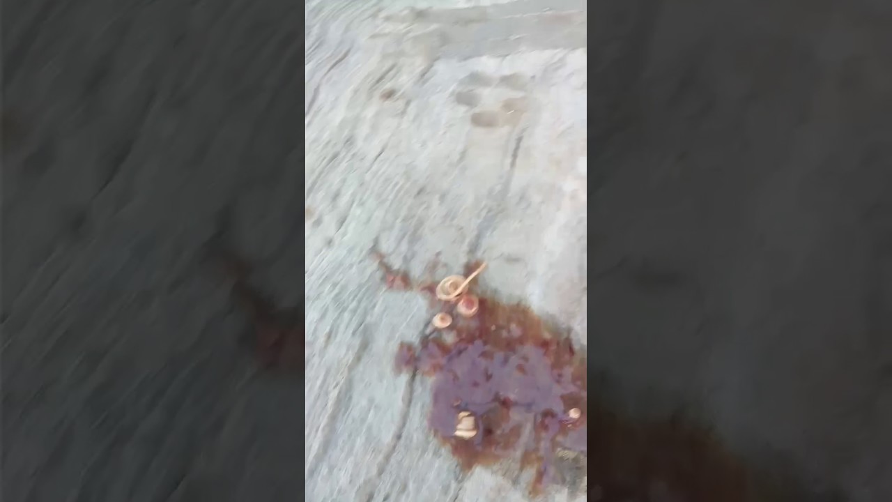 mi cachorro tiene tenias mi cachorro tiene tenias