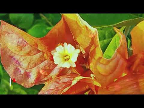 LAGU LAGU TEMAN HATI YANG INDAH