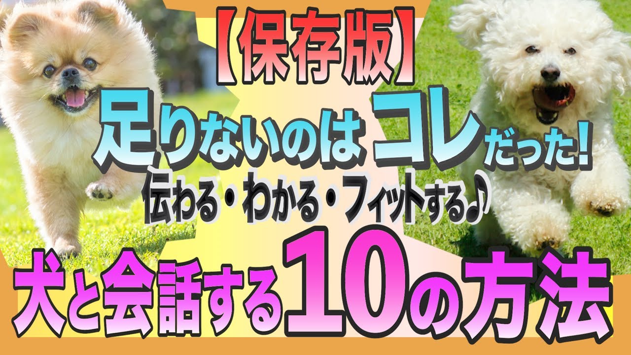 【完全保存版】犬のしつけがうまく行かないのはコレが原因だった！コミュニケーションの全てがわかる♪