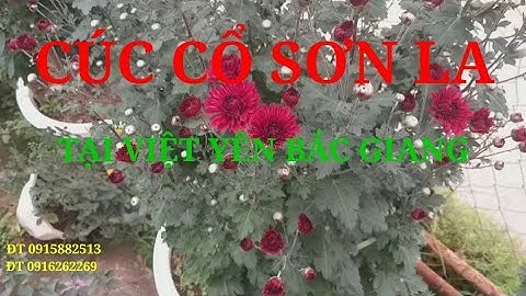 CÚC CỔ SƠN LA NGẮM NHÌN  NHỮNG BÔNG HOA XINH ĐẸP ĐẦU MÙA TẠI VIỆT YÊN, BẮC GIANG