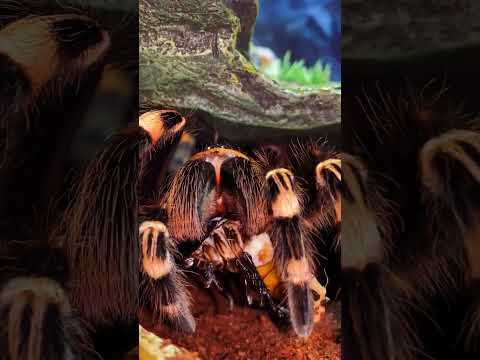 Video: Acanthoscuria geniculata-spinnekop: leefstyl- en instandhoudingsreëls