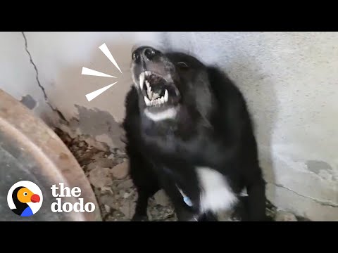 Aggressive Dog Turns Into The Biggest Mush As Soon As Takis Is Kind To Her | The Dodo