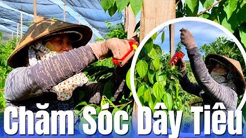 Tham Quan Quy Trình Chăm Sóc Dây Tiêu Giống | Trồng Tiêu Bù Đăng Bình Phước