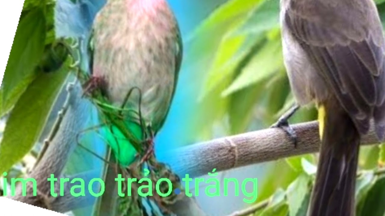 tieng trao trao trang|trao trảo trắng#hoành hoạch trắng#bird sound hot