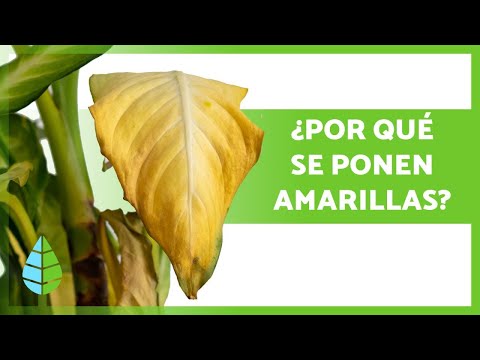 Video: Plantas de capuchina de piernas largas: qué hacer con las plántulas de capuchina de piernas largas