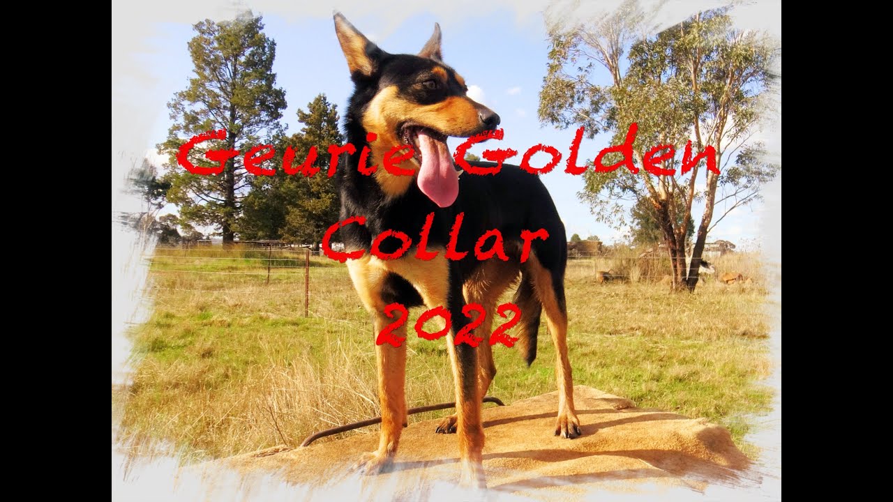 Geurie Golden Collar Dog Auction 2022 Collite Poppy YouTube