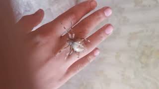 Biggest Cross Orb Weaver Spider in The WORLD!!!