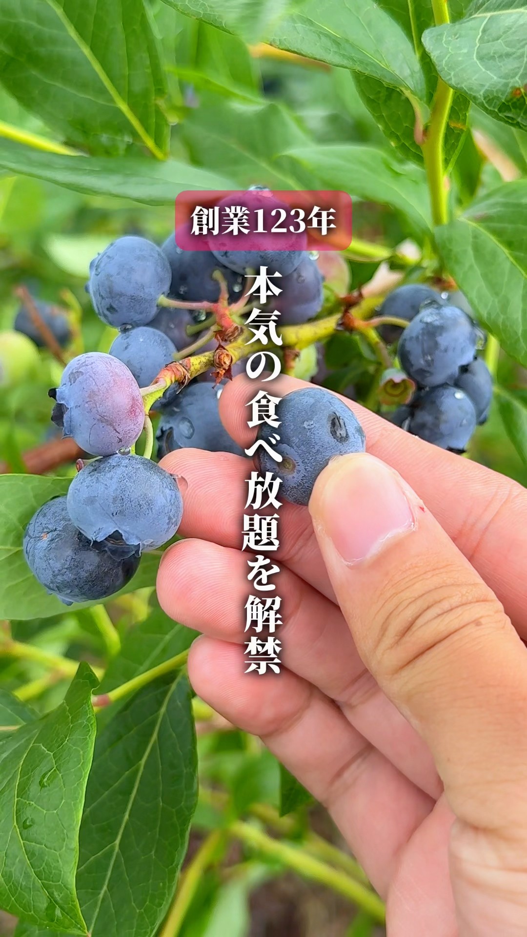 Must Save] The all-you-can-eat blueberries available now at this