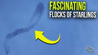 Fascinating Flocks of Starlings Swarm on Air Currents in Morphing Formations