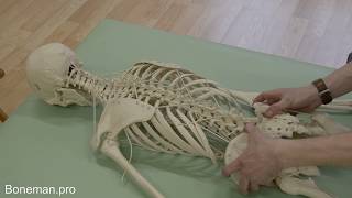 The Movement Of The Pelvis In The Prone Position On The Functional Skeleton Model Boneman.pro