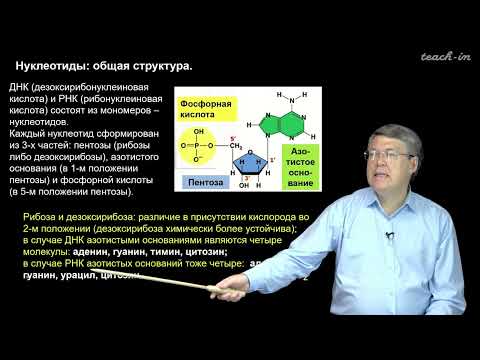 Наука и Сон: Нуклеотиды, ДНК, репликация.