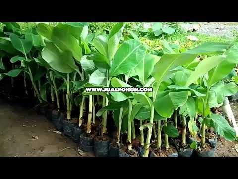 Tumbuh Lebih Cepat, Panen Lebih Awal! Dapatkan Bibit Pisang Susu Berkualitas!