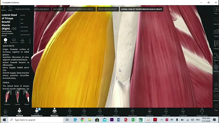 Anatomy - Lecture 10 (P1) By Attaieb Shqeerat