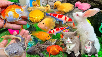 Bắt Con Vịt Cá Cảnh Dễ Thương, Cá Vàng Bơi, Cua, Rùa, Cá Chép, Mèo Dễ Thương, Cá Koi, Vịt Con