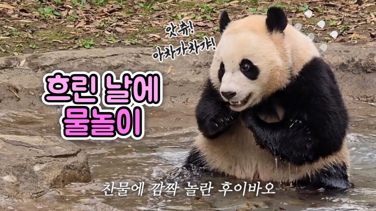 [🐼] ep.46 차가운 물에 화들짝 놀란 후이바오🙀| 흐린 날, 후이의 물놀이 [심쿵주의💗]