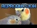 Como reproducir Ninfas-Rincon animal