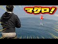 豪快すぎる怪魚たちとの死闘！！！【マグロ】