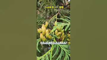 미국측백나무 열매 임영웅 그대는 나의 인생 