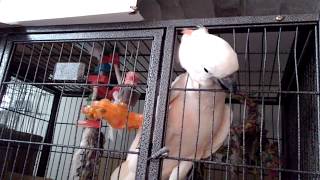 オウムに食い破られたぁあーー！！！