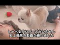 【しゃべる犬】とうとう、ここまでしゃべれるようになりました！