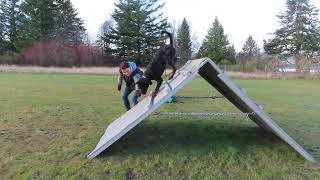 Rottweiler puppy - teaching the wall and the jump- Anaconda v Schwarzerwald  MVI 0297