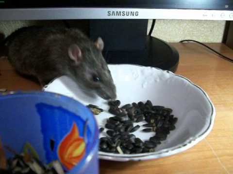 мышь с едой. мышка ест семечки. крыса ест семечки. крысиный арбуз. мышь с семечками.