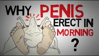 Unghiul de înclinare al penisului în timpul erecției