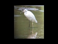 Snowy Egret