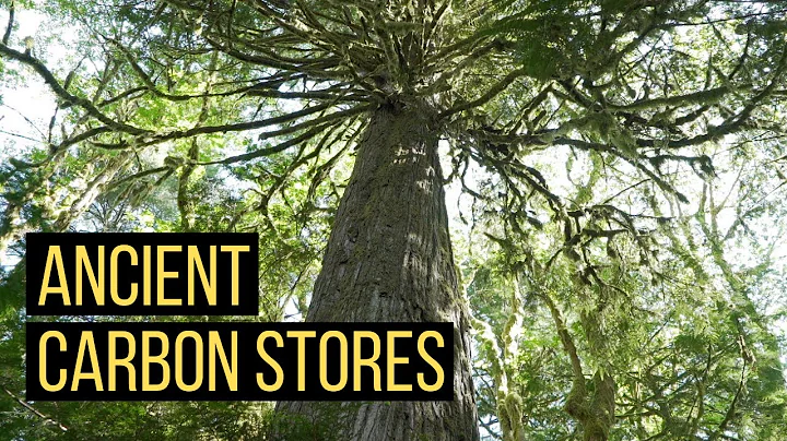 Protecting old-growth coastal temperate rainforests