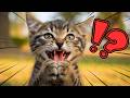 小鳥に餌をあげた優しい猫の末路…A Kind Cat Who Fed Birds…