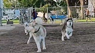 Dummy Gets In Way Of Charging Huskies At Dog Park by Bodhi's World 1,246 views 2 months ago 8 minutes, 11 seconds