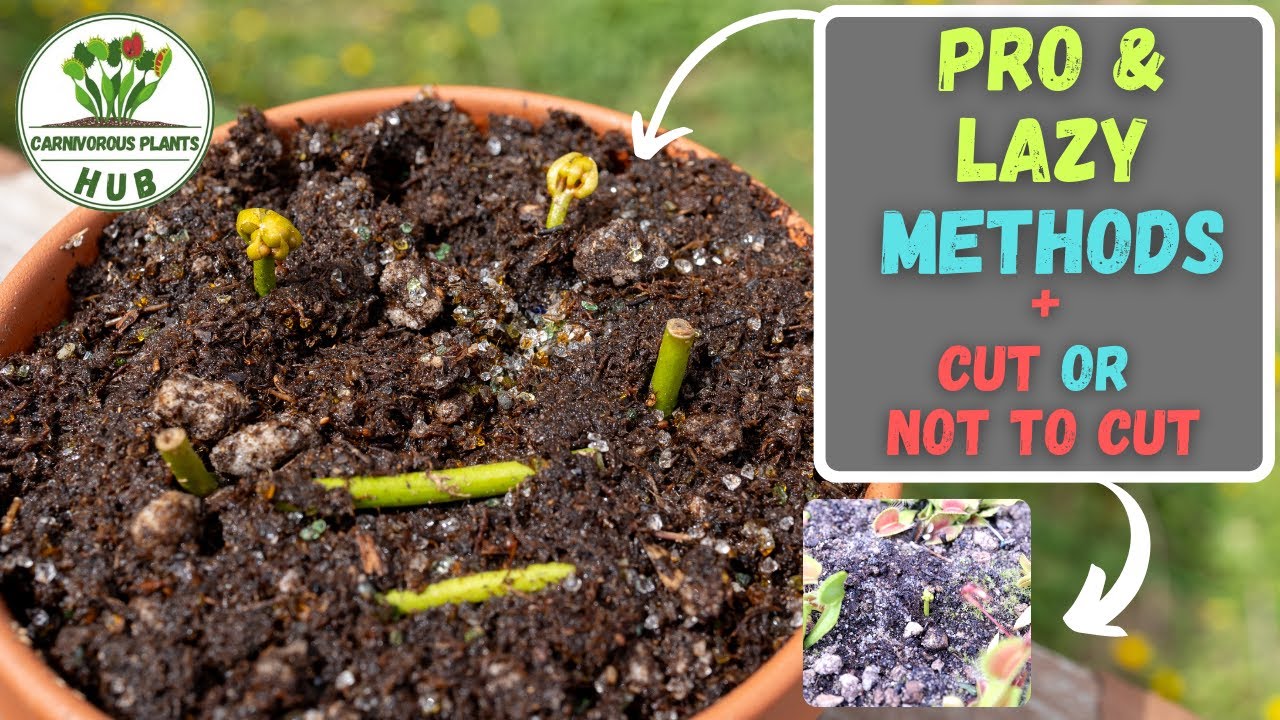 Мастер-класс по размножению цветоноса венериной мухоловки. Профессиональный и ленивый метод. Все,...