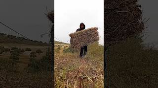 الله يجيب شي نعجات ❤️