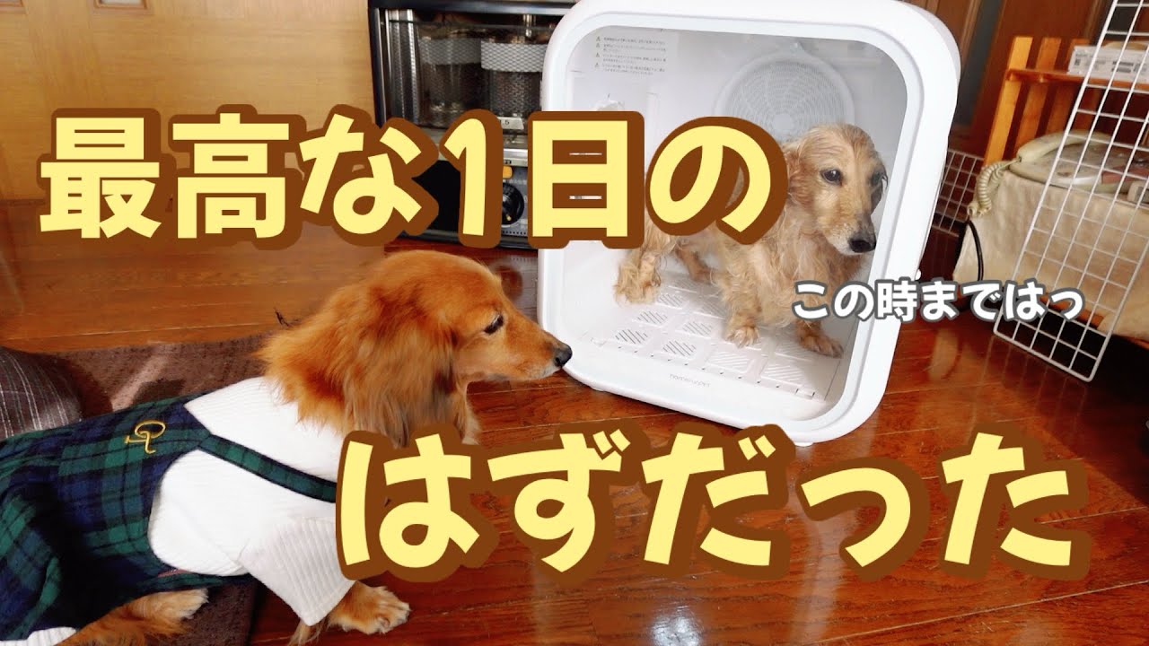 どうしてもお風呂に入りたい姉犬！
