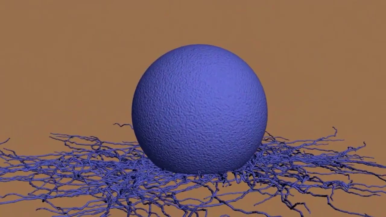 Wharton's Jelly MSC and Tissue Engineering