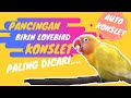 Download Suara Lovebird Minor Dobelan