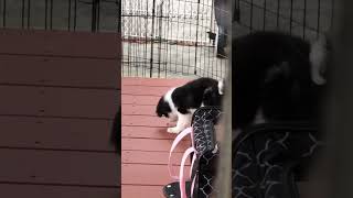 PUPPY MEETS CRICKET! Adorable JAPANESE CHIN vs. GRASSHOPPER face off! #japanesechin #puppy #dogs