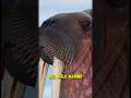 #sabiasque la morza marina #reels #viral