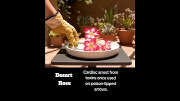 The most poisonous plants