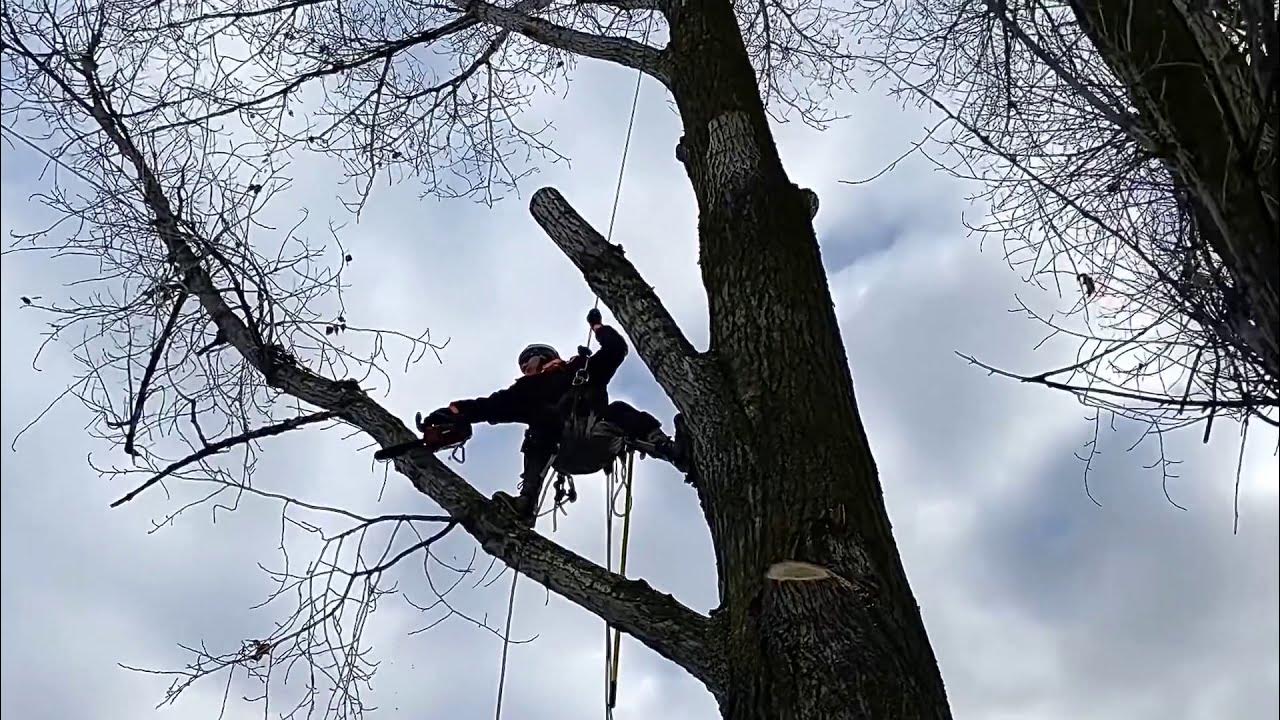 Спилили дерево с террористом