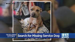 Search For Vet's Missing Service Dog