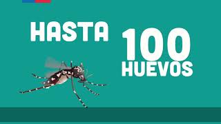 Aedes Aegypti Qué Enfermedades Transmite?