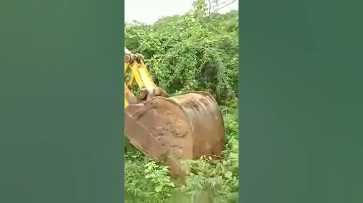 Cleaning unwanted trees by excavator #shorts #subscribe - DayDayNews
