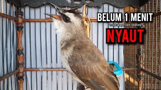 Download Lagu trucukan gacor TARUNG ROPEL PANJANG pancingan trucukan agar bunyi jadikan burung trucuk gacor EMOSI MP3 Download Lagu trucukan gacor TARUNG ROPEL PANJANG pancingan trucukan agar bunyi jadikan burung trucuk gacor EMOSI MP3