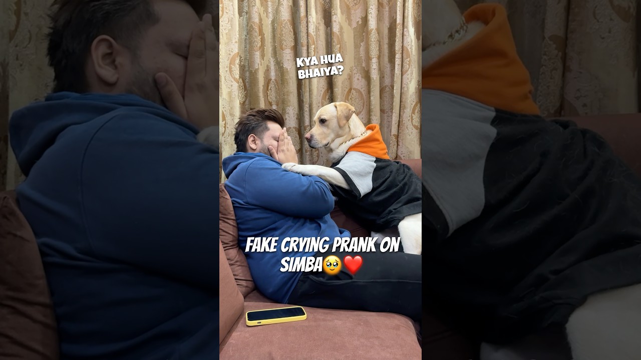 Prank on My Dog🥹❤️ 